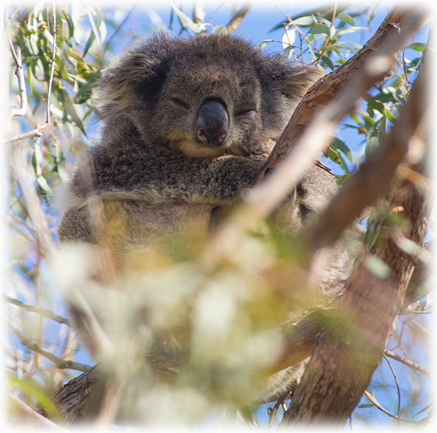 Koala at Timboon Railway Shed Distillery