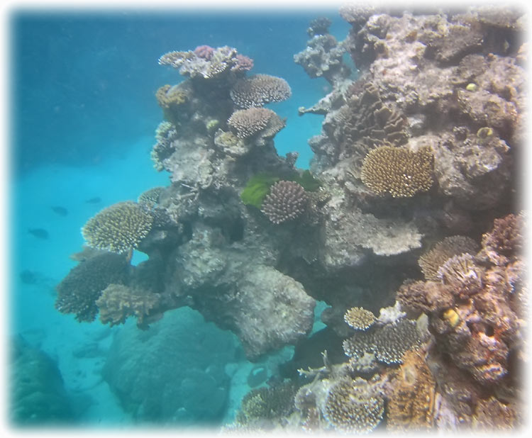 Top Deck Club Snorkel with Reef Encounter