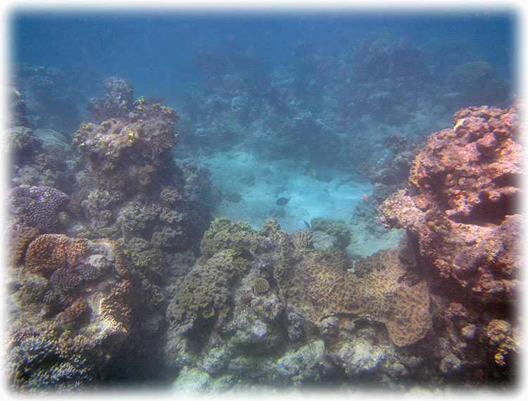 Top Deck Club Snorkel with Reef Encounter