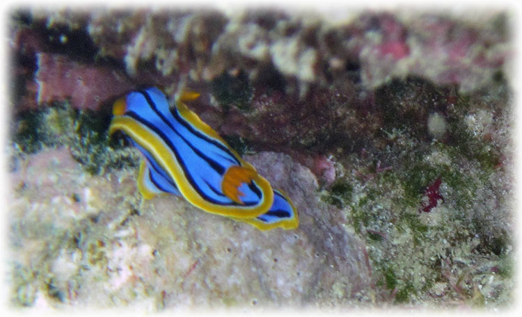 Top Deck Club Snorkel with Reef Encounter