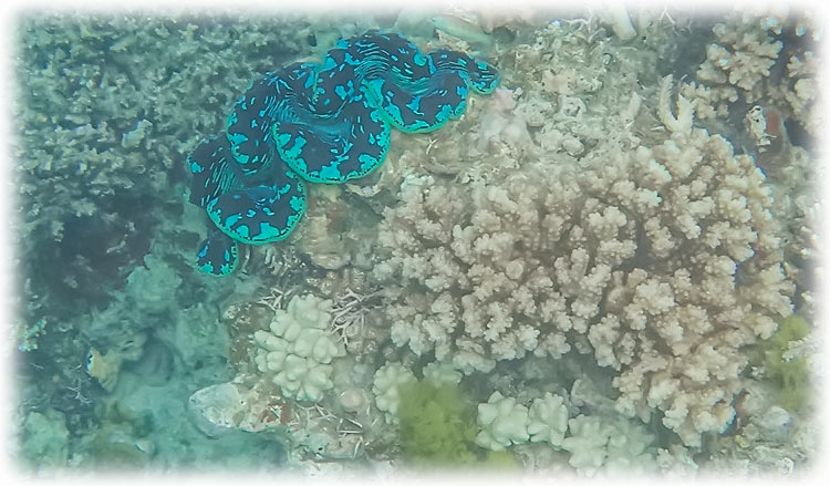 Top Deck Club Snorkel with Reef Encounter