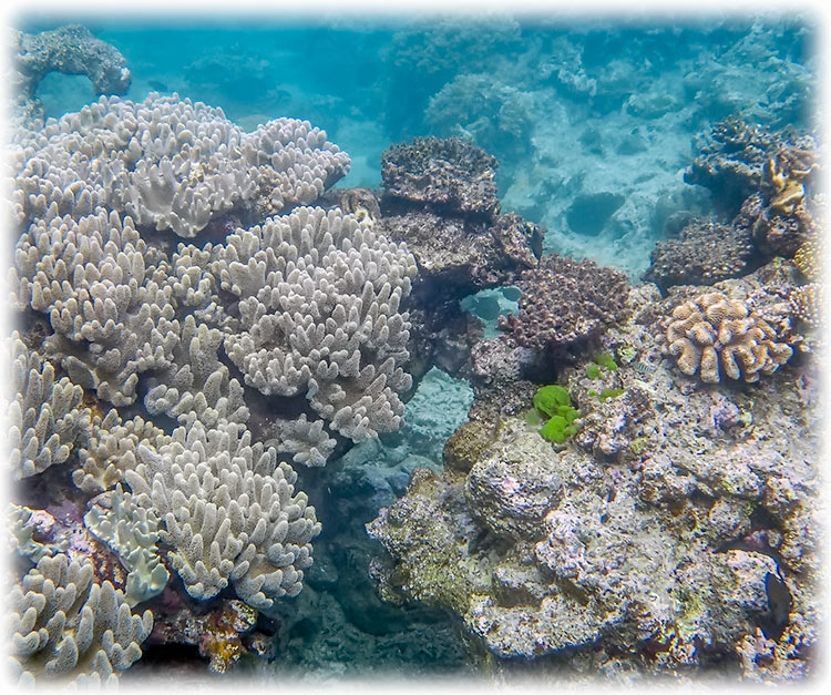 Top Deck Club Snorkel with Reef Encounter