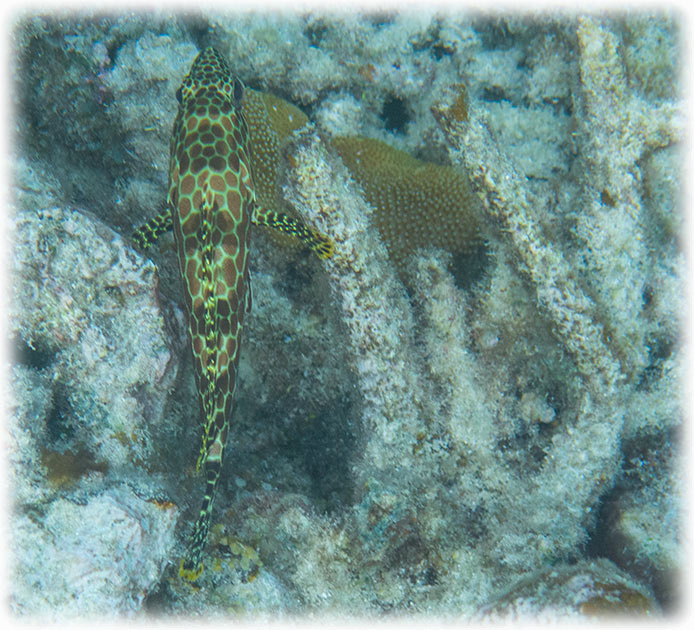 Top Deck Club Snorkel with Reef Encounter