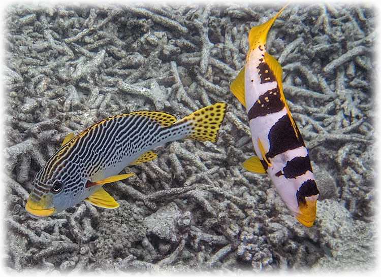 Top Deck Club Snorkel with Reef Encounter