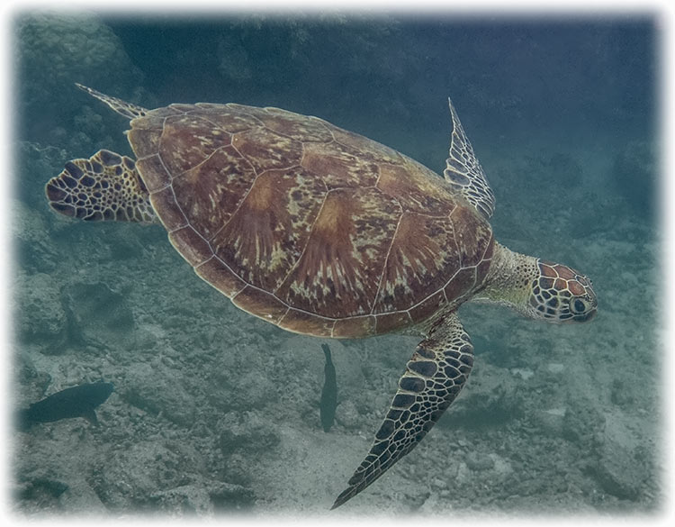 Top Deck Club Snorkel with Reef Encounter