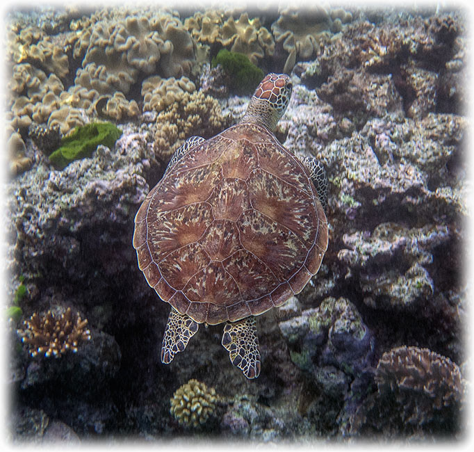 Top Deck Club Snorkel with Reef Encounter