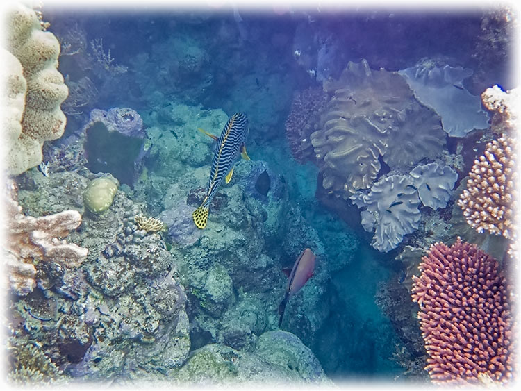 Top Deck Club Snorkel with Reef Encounter