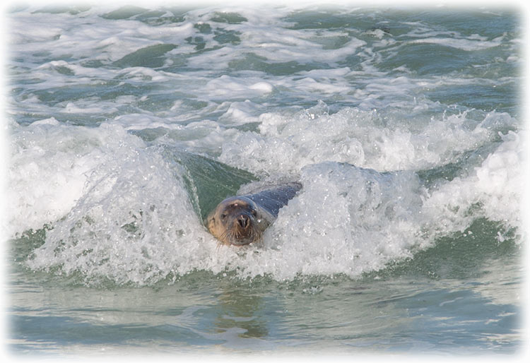 Australian fur seals in Kingscote