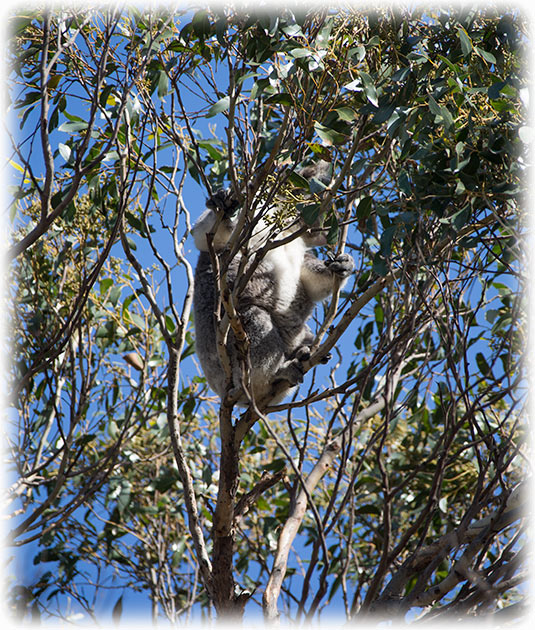 Kangaroo Island Wilderness Tours - Koala