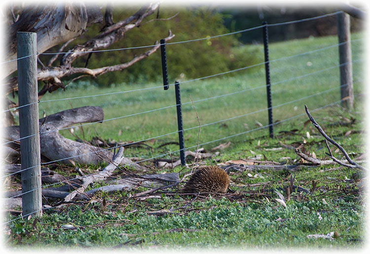 Kangaroo Island Wilderness Tours - echidna