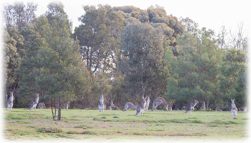 Echidna Walkabout, 3 Day Great Ocean Road