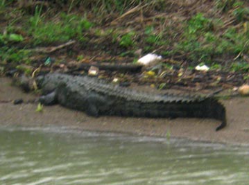 Crocodile