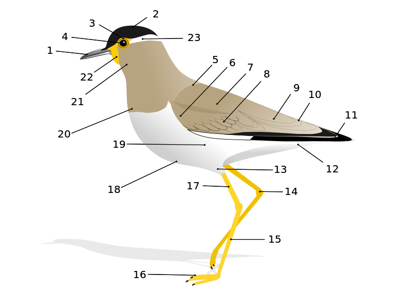 Bird topography