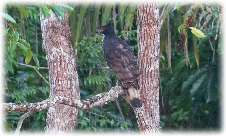 Blyth's hawk-eagle, Nisaetus alboniger