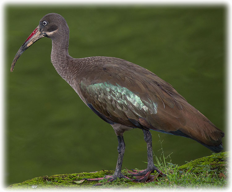 Hadada or Hadada Ibis, Bostrychia hagedash