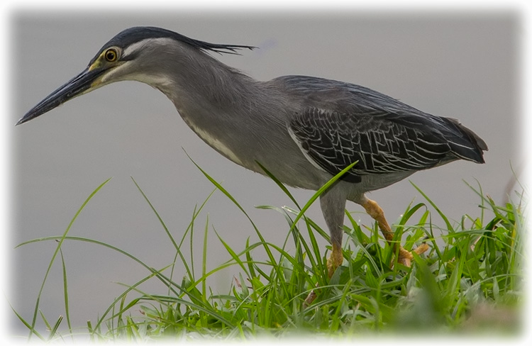 Striated Heron, Little heron, Butorides striata, นกยางเขียว