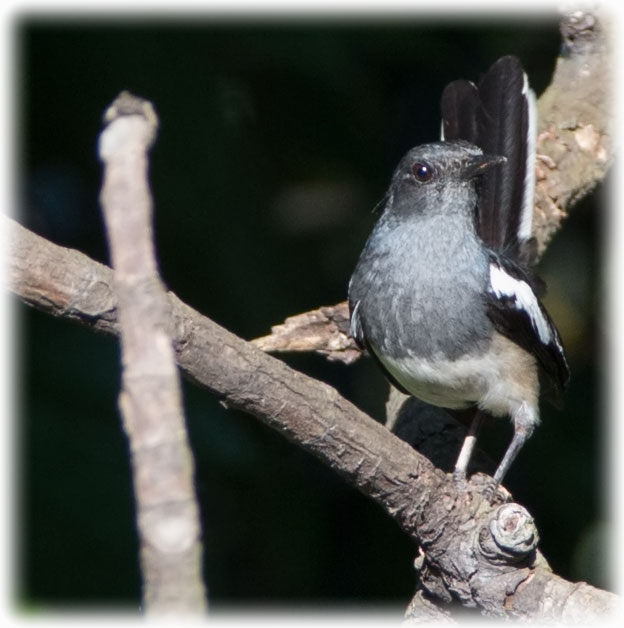 Oriental Magpie Robin, Copsychus saularis, นกกางเขนบ้าน