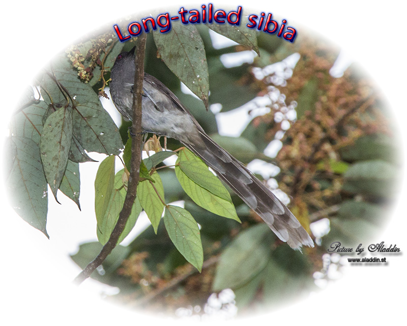 Long-tailed Sibia, Heterophasia picaoides