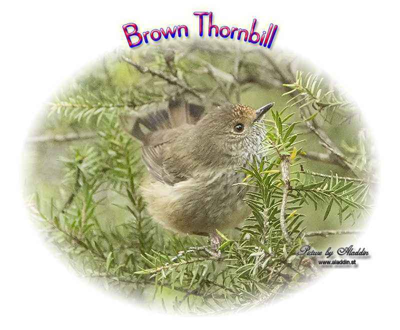 Brown Thornbill, Acanthiza pusilla