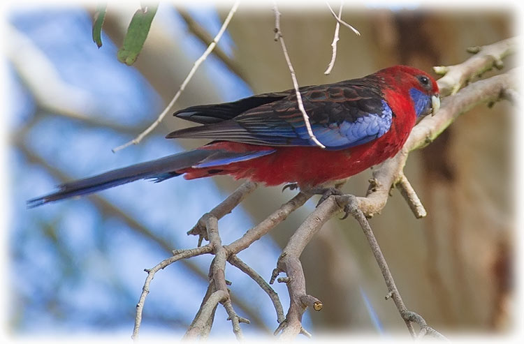 Crimson Rosella - Platycercus elegans