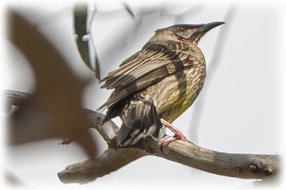 Red wattleBird , Anthochaera carunculata