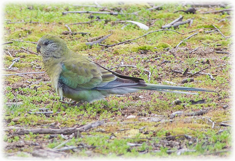 Red-rumped parrot - Psephotus haematonotus 