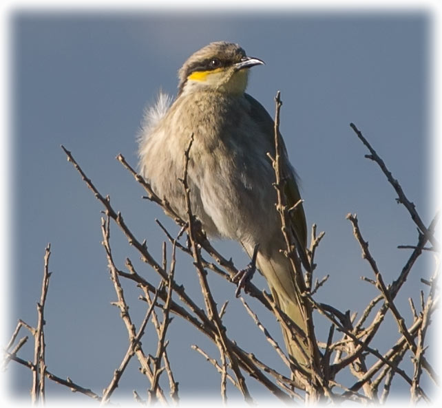 Singing honeyeater, Gavicalis virescens