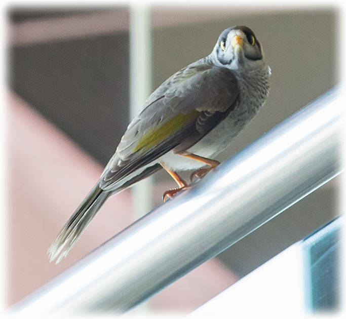 Noisy miner, Manorina melanocephala