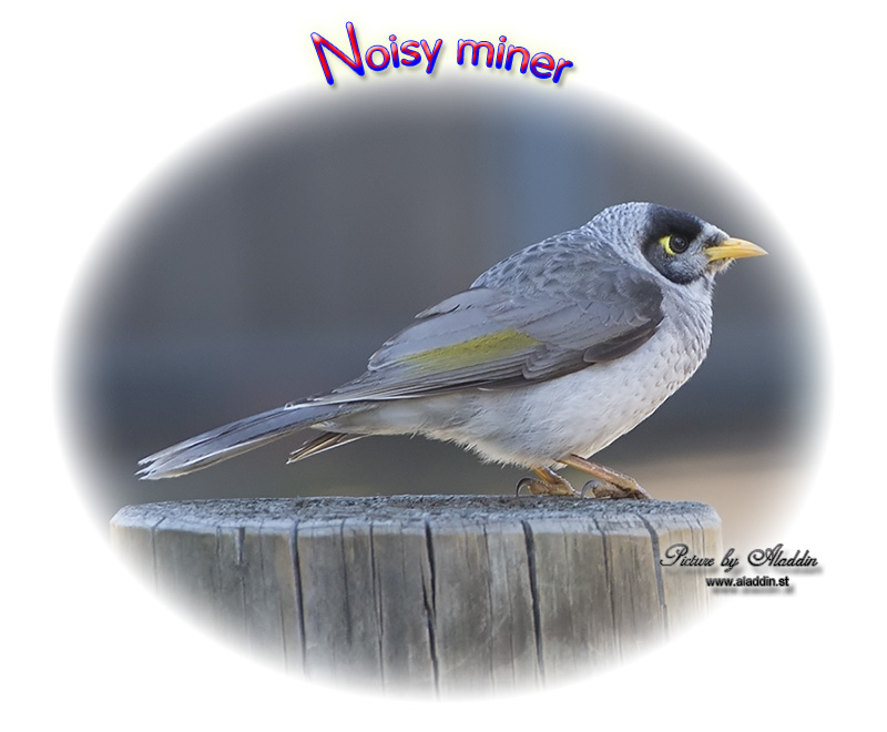 Noisy miner, Manorina melanocephala