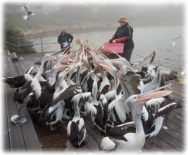 Australian pelican, Pelecanus conspicillatus