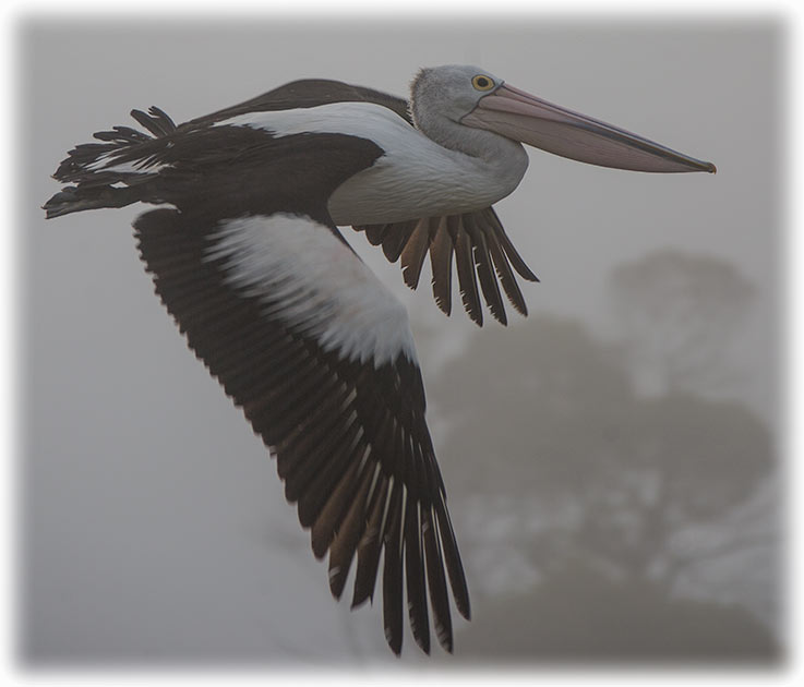 Australian pelican, Pelecanus conspicillatus