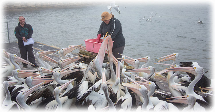 Australian pelican, Pelecanus conspicillatus