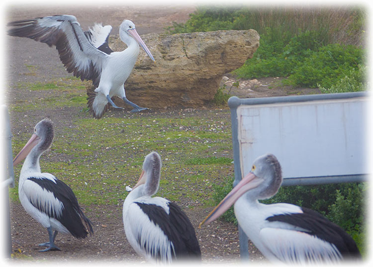 Australian pelican, Pelecanus conspicillatus