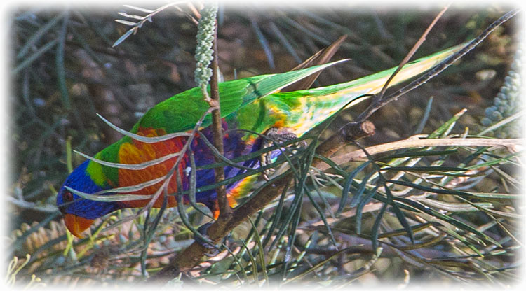 Rainbow lorikeet, Trichoglossus moluccanus