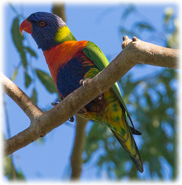 Rainbow lorikeet, Trichoglossus moluccanus