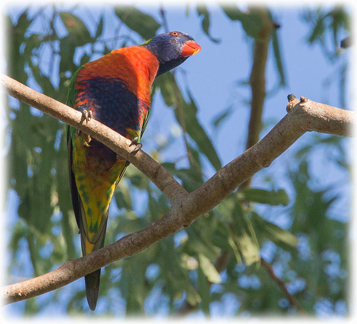 Rainbow lorikeet, Trichoglossus moluccanus