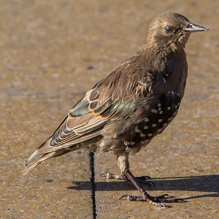 Common Starling, Sturnus vulgaris, Stare