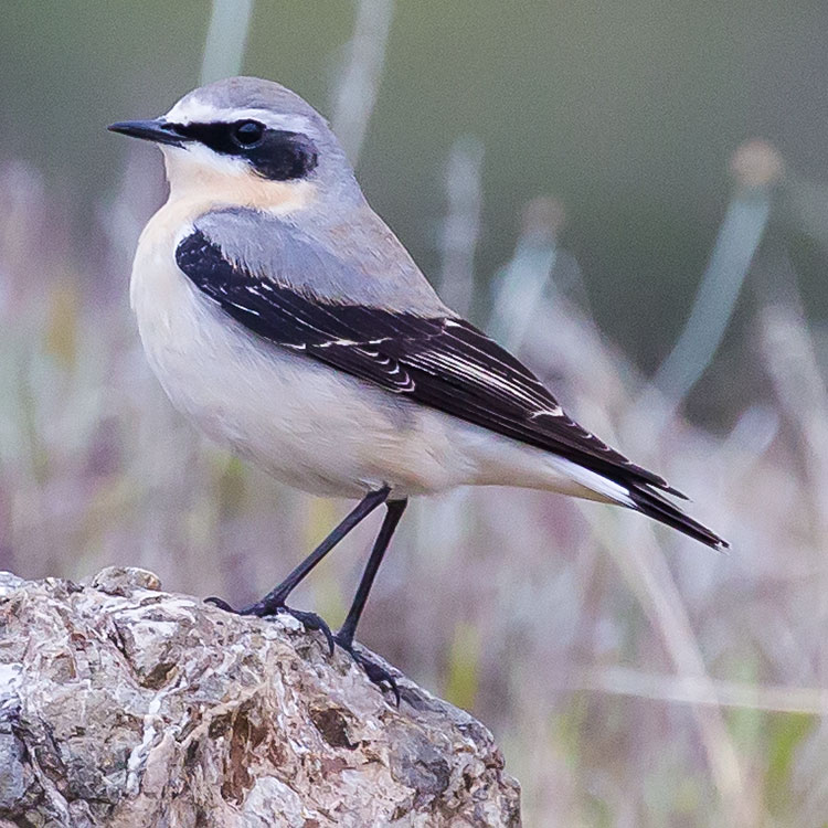 Northern Wheatear, Oenanthe oenanthe, Stenskvätta