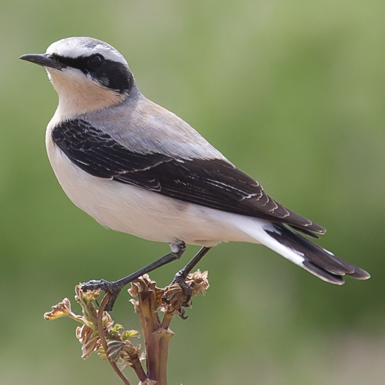 Northern Wheatear, Oenanthe oenanthe, Stenskvätta