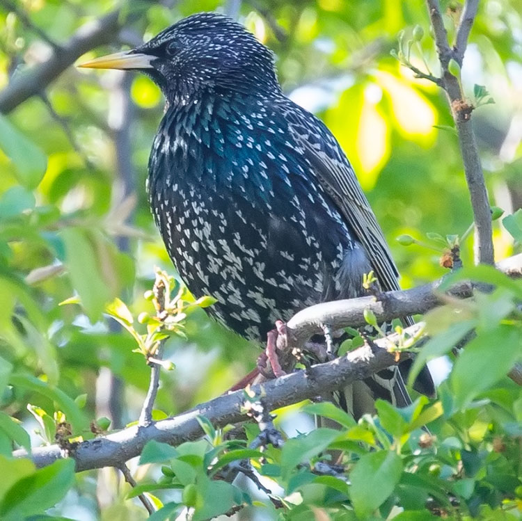 Common Starling, Sturnus vulgaris, Stare