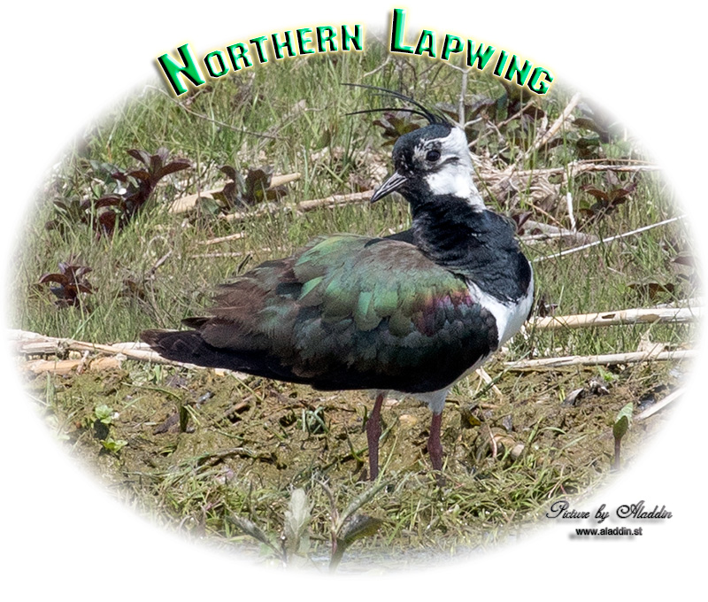 Northern Lapwing, Vanellus vanellus, peewit, pewit, tuit, tew-it, green plover, Tofsvipa