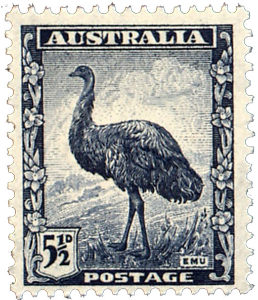 Emu, Dromaius novaehollandiae