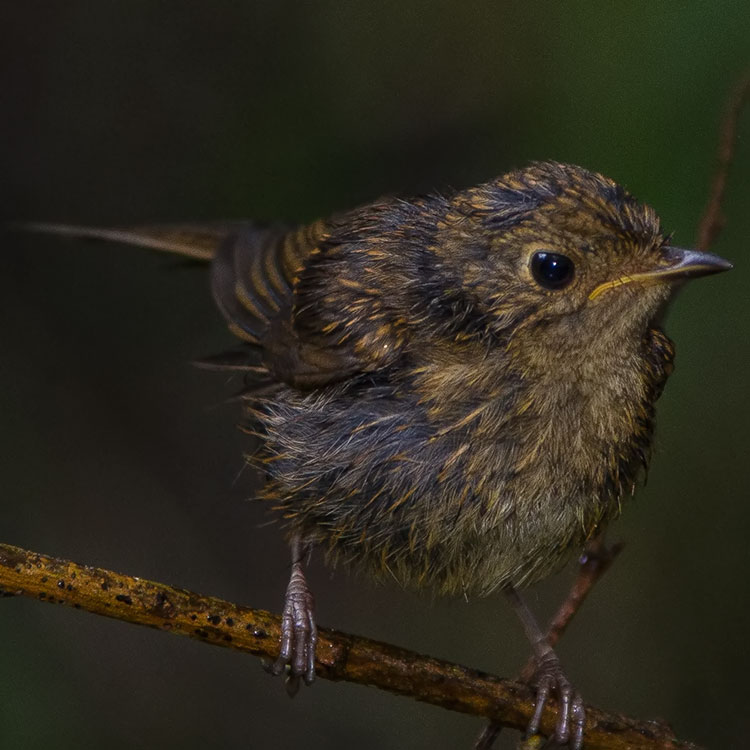 European Robin, Erithacus rubecula, Robin or Robin Redbreast, Rödhake