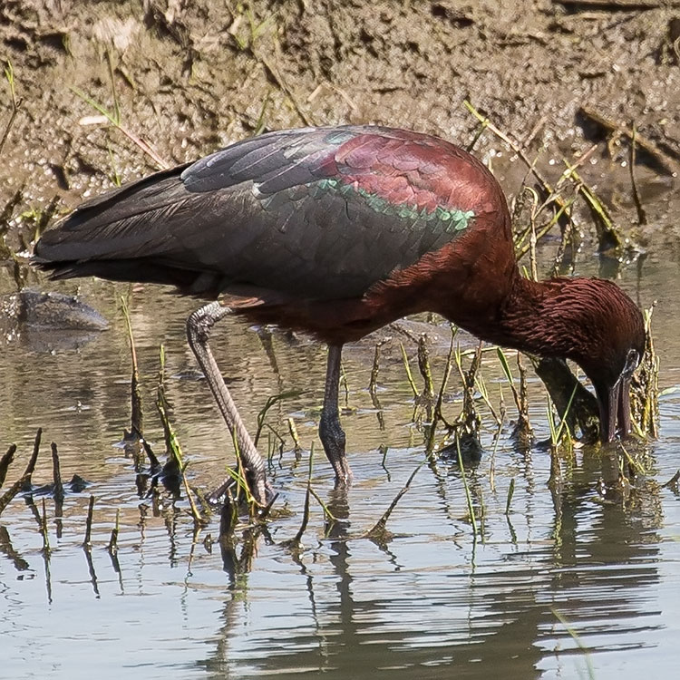 Glossy Ibis, Plegadis falcinellus, นกช้อนหอยดำเหลือบ