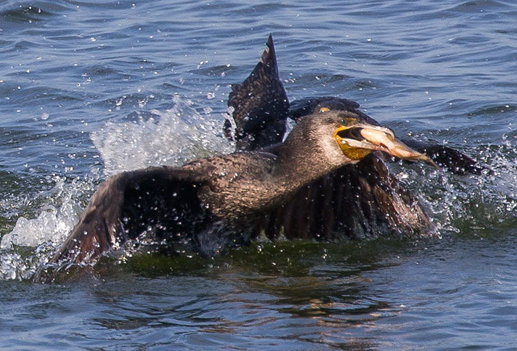 Great Cormorant, Phalacrocorax carbo, जलेवा, Great Black Cormorant, Storskarv