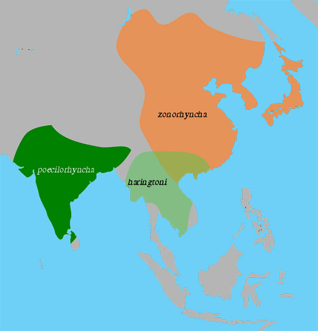 Range map from www.oiseaux.net