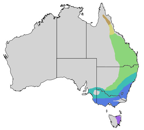 Noisy miner, Manorina melanocephala