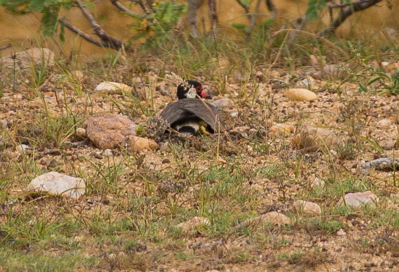 Red-wattled Lapwing, Vanellus indicus