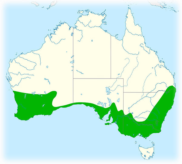 Red wattlebird, Anthochaera carunculata