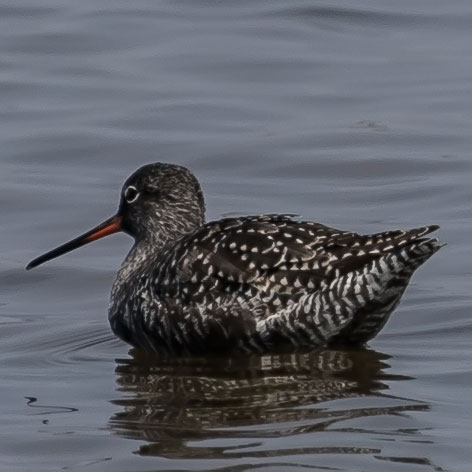 Spotted Redshank, Tringa erythropus, นกทะเลขาแดงลายจุด